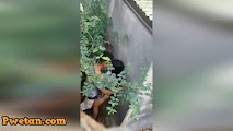 May kakaibang bunga ang aming puno